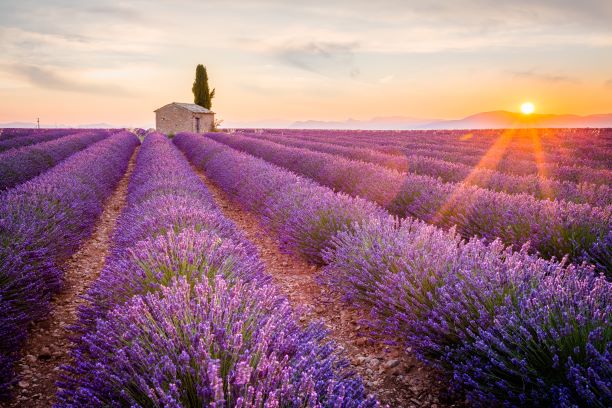 Saone river cruise - Rhone river cruise - river cruise - France - provence lavenderence field of lavender.jpg