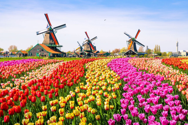 amsterdam_tulips_medium.jpg