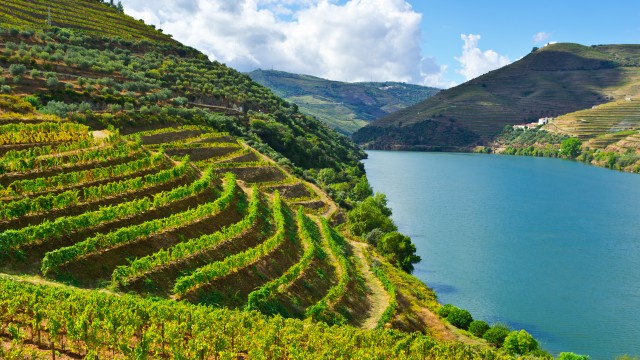 Douro River Cruises